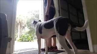 How to Stop Your Dog from Rushing Ahead Out of the Door - Take the Lead K9 Training