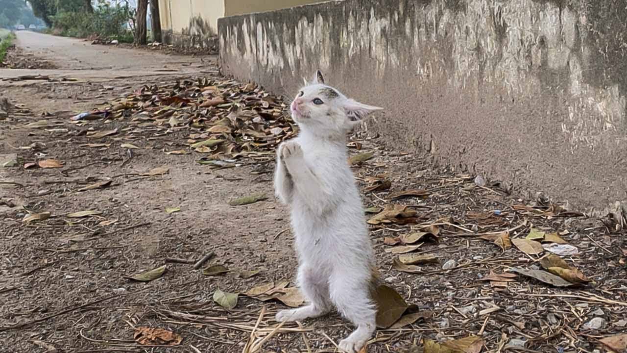 Маленький котенок, сложив лапки вместе, умолял о помощи — и тут явился ангел и дал ему дом.