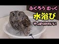 フクロウむっく 水浴びもかわいい