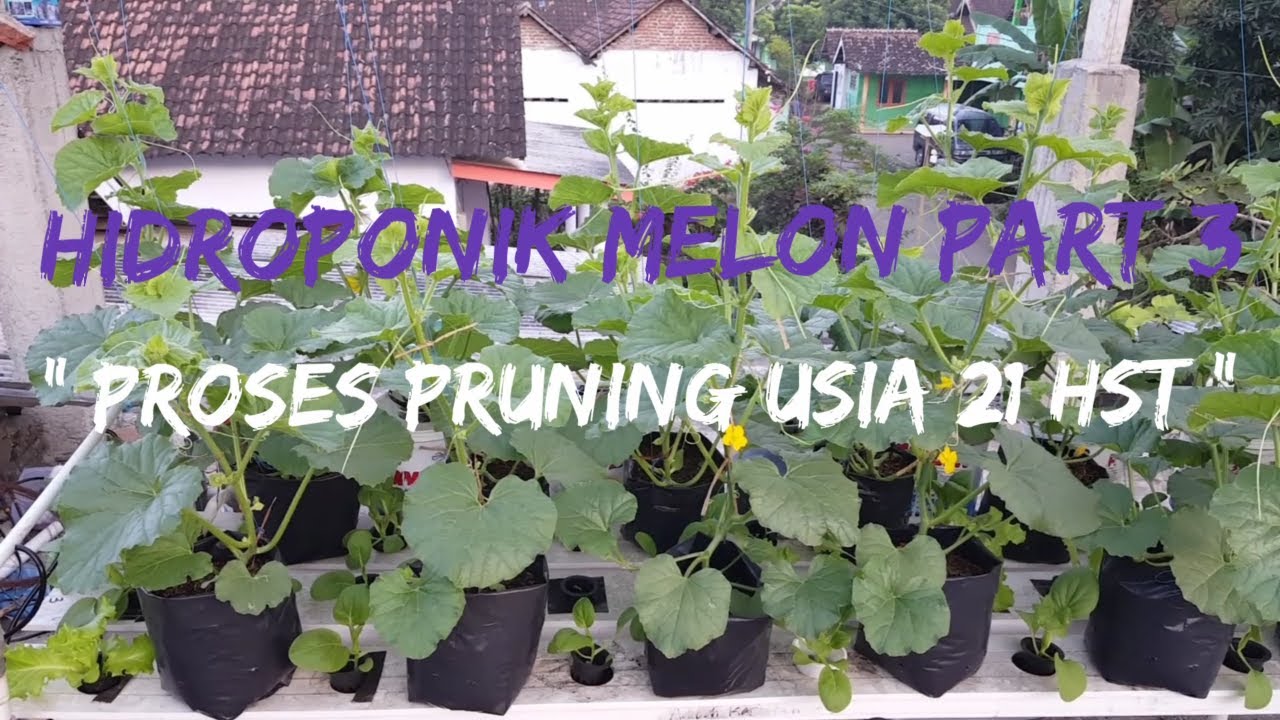 PRUNING PADA MELON HIDROPONIK USIA 21 HST YouTube