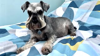 Yet ANOTHER health problem for my miniature schnauzer Nina by TheIanBullock 827 views 1 year ago 14 minutes, 1 second