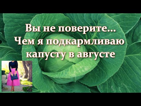 Βίντεο: Σχηματισμός κεφαλής λάχανου: Το λάχανο δεν μεγαλώνει κεφάλι