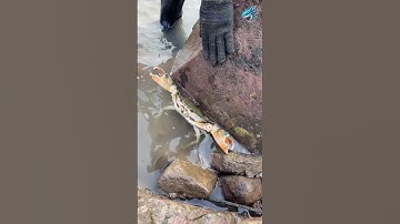 Đây là cách bắt cua kỳ lạ nhất tôi từng thấy | Riview bắt hải sản#shortvideo #reviewbathaisan#review