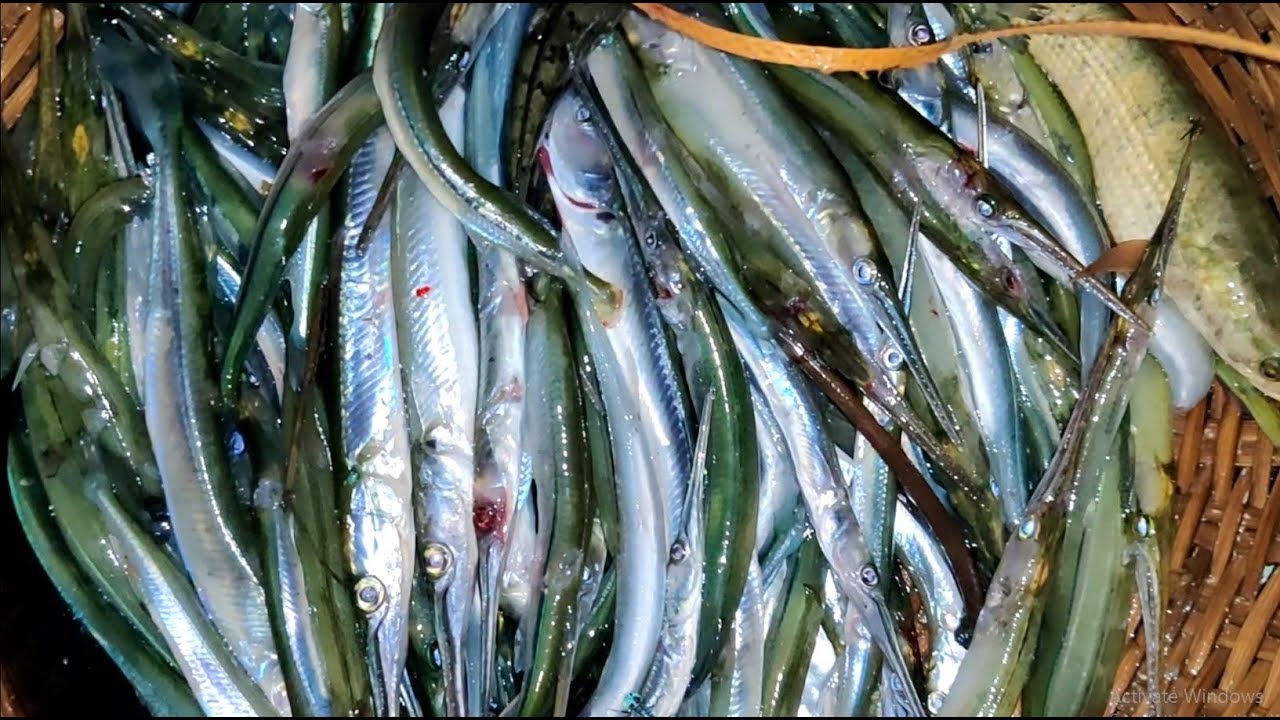 Traditional Tata Fishing in River | Fishing at Night | Fish Hunting in Village (Part-214)