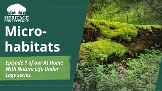Life Under Logs: Microhabitats