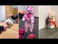 Funny and Cute Dog Pomeranian 😍🐶| Funny Puppy Videos #312