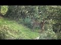 El lince en Sierra Morena:Ecología y comportamiento de un depredador.