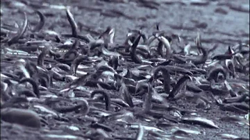 Как нерестится мойва (Mallotus villosus) у берегов Ньюфаундленда и зачем она выбрасывается на берег?