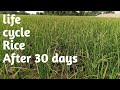 Life cycle of rice after 30 days 