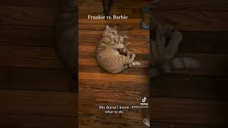 Frankie vs. #Barbie #barbiedoll #barbie #orangecat #lgbt #cute #animallover #cats #kittens #meow #aw