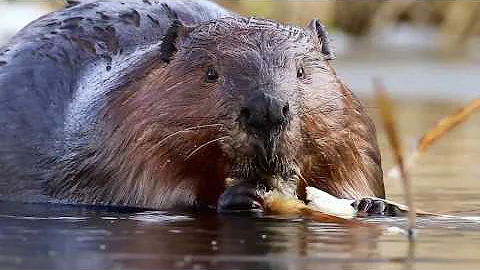 Est-ce qu'on peut manger du castor ?