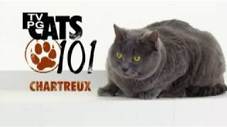 Шартрез 101Kote.ru Chartreux 101Cats