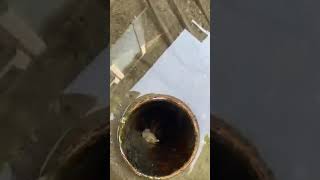 Stuck In A Pipe #Youtubeshorts #Farming #Poultry #Geese #Food #Eggs