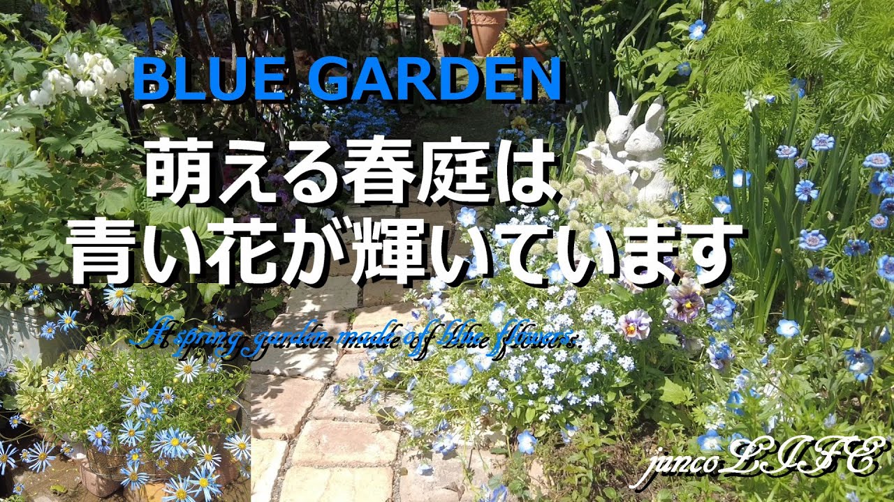 大好きな青花に癒されます＊4月末のお庭のお手入れ＊猫ちゃん - YouTube