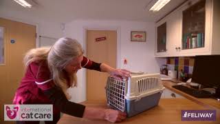 Greeting and assessing a cat in its carrier
