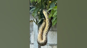 Python trapped in fishing net