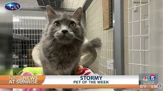 Pet Talk: Stormy