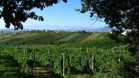 Perché si chiama vino Passerina?