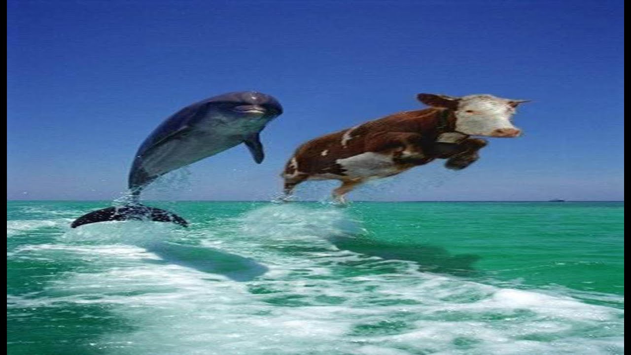 Дельфины уплывают в океан слушать. Дельфин и корова. Дельфин и корова выпрыгивающие из воды. Корова в море. Дельфин выпрыгивает из воды.