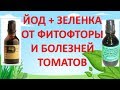 ЙОД и ЗЕЛЕНКА ОТ ФИТОФТОРЫ И БОЛЕЗНЕЙ ТОМАТОВ. Средство от фитофторы. Чем обработать томаты.