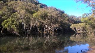 Lindifeld to Mt Ku Ring Gai bushwalk