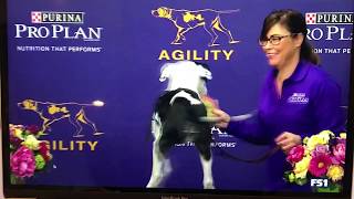 Westminster Finals Agility 2018 - Enzo The Amstaffpit Bull Terrier