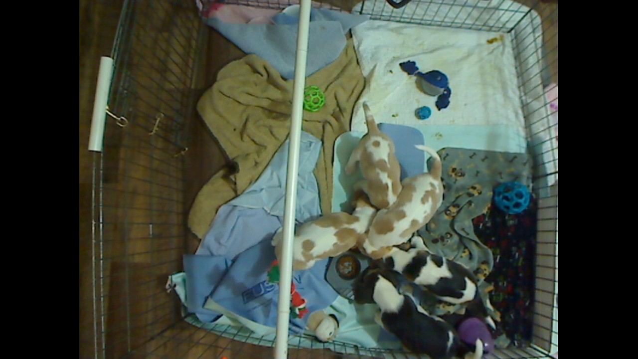 Osheehans Beagles Live Stream