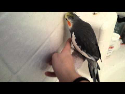 Comment passer plus de temps avec votre oiseau