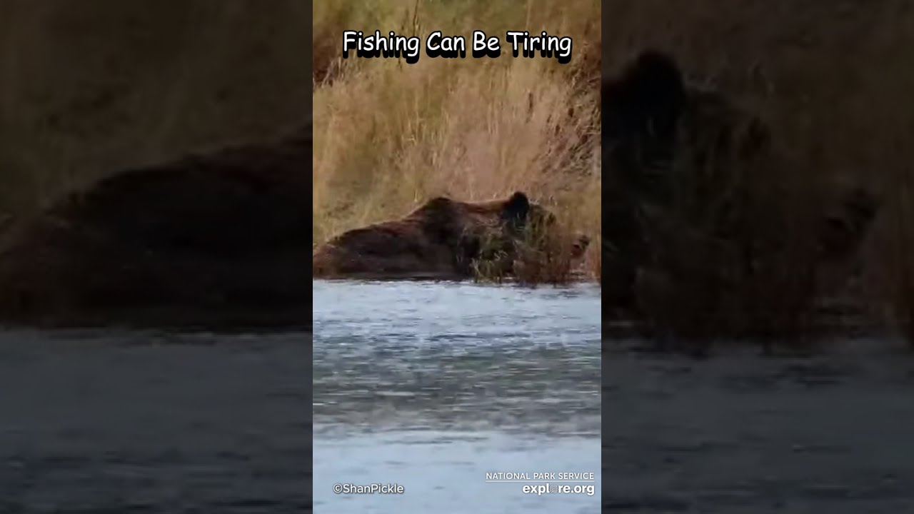 Explore.Org~Tiring~10-5-26#wildlife #nature #river #fish #bear #birds #beautiful #wildanimals #bears