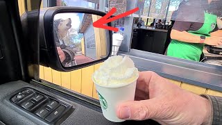 Husky Howls at Staff for Puppachino at Starbucks Drive thru