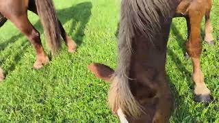 Download Mp3 😈 Rebel Hooves Rampage: Whispers from the Dark Meadow #Horses #stallion Gudang lagu Download Mp3 😈 Rebel Hooves Rampage: Whispers from the Dark Meadow #Horses #stallion