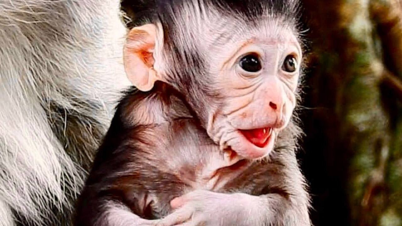 Sad Clip!.. Mummy single take care her baby loan monkey!.. YouTube
