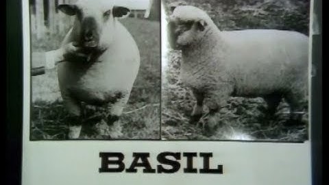 The Council Rat Catcher and Killer Sheep ~ Monty Python