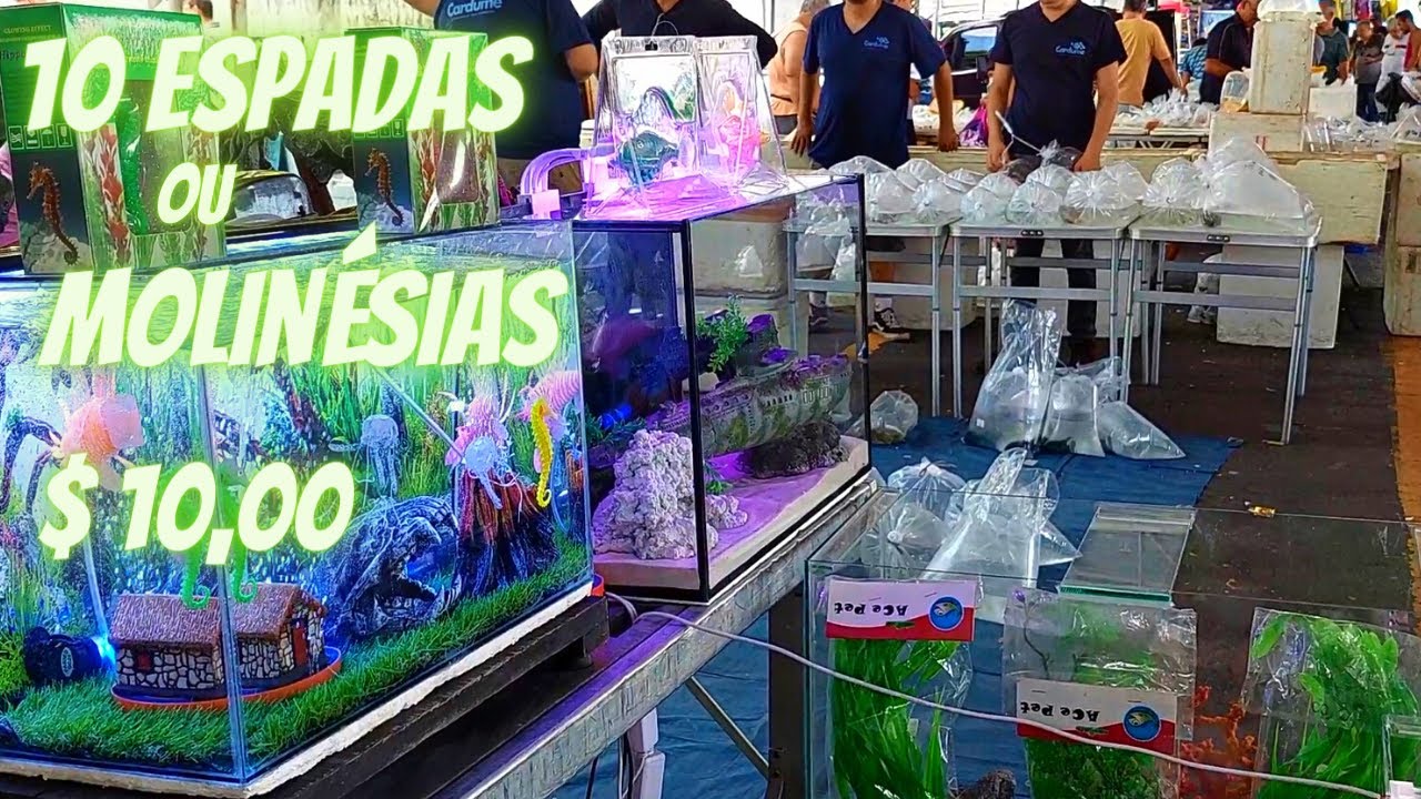 A maior Feira de peixes ornamentais do Brasil