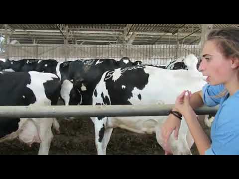 קליפ מסיבת פרידה מהשמיניסטים 2019 נוער יונתן 