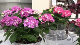 Tabletop Hydrangea Tabletensia - NEW for 2024 from Ball Ingenuity