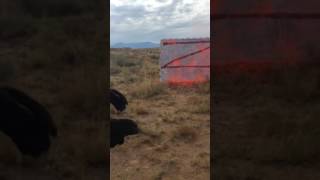 M203 40MM trainer rounds
