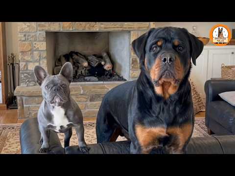 A Little Dog Chose a Massive Rottweiler as Her Best Friend—and Changed His Life