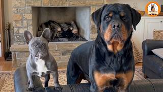 A Little Dog Chose a Massive Rottweiler as Her Best Friend—and Changed His Life