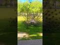 Peacock dancing 4K-Peacock sound for sleep-Peacock opening feathers- Beautiful peacock video 1 hour