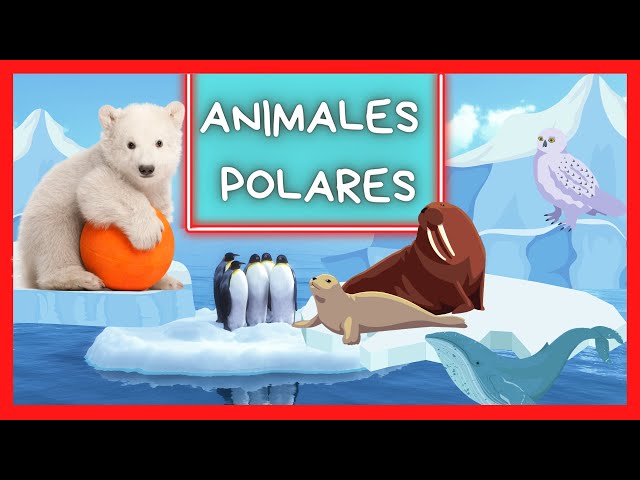 POLAR ANIMALS for children, Arctic Animals
