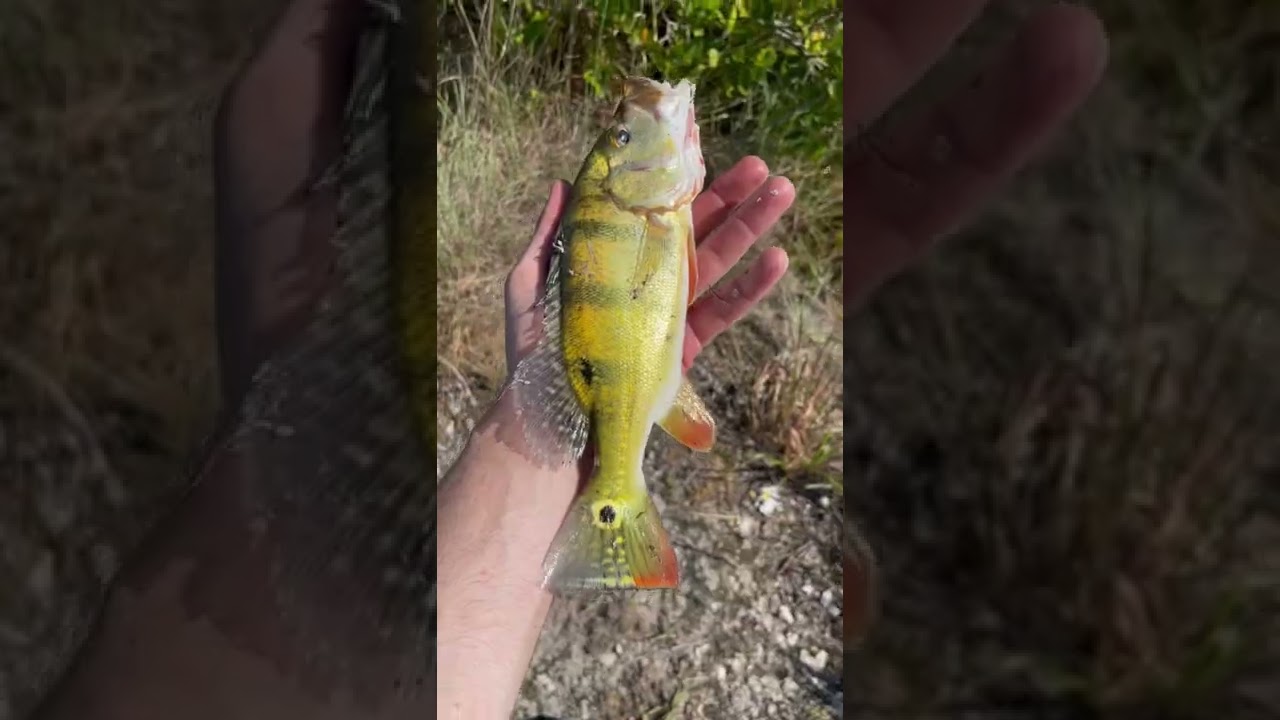 Everglades peacock bass have some of the coolest colors! 