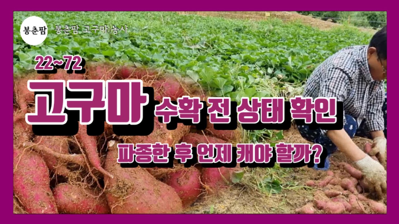 봉춘팜 고구마 농사 | 고구마 수확전 상태 확인 | 파종 후 언제 캐야 할까? #고구마수확시기 - Youtube