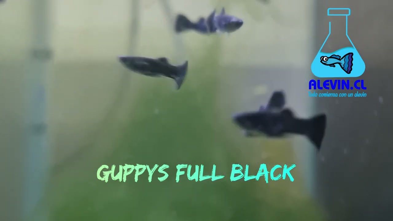 guppys full black
