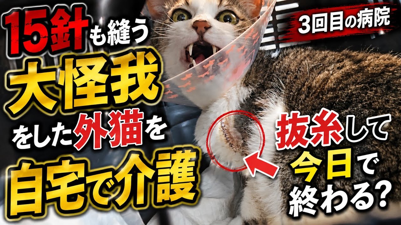 8. A stray cat at my workplace got injured in a fight, and it's