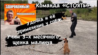 Учим ЩЕНКА бельгийской овчарки(МАЛИНУА) в 3-х месячном возрасте, апорт,СТОЯТЬ и другие КОМАНДЫ