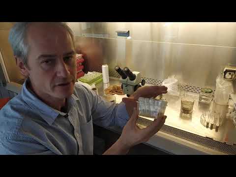 Технология in vitro. Как всё начинается. Часть 2