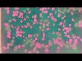"Floraison des cerisiers" (Cherry Blossom Bloom)IMG 1105