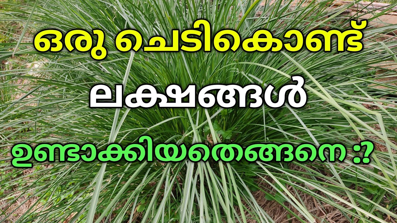 രണ്ട് ഗുണങ്ങളുള്ള ഔഷധ സസ്യം /medicinal plant uses/benefits/vetiver uses