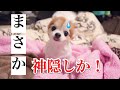 絶対に居るはずのチワワが家中探しても見つからなくてプチパニックに！